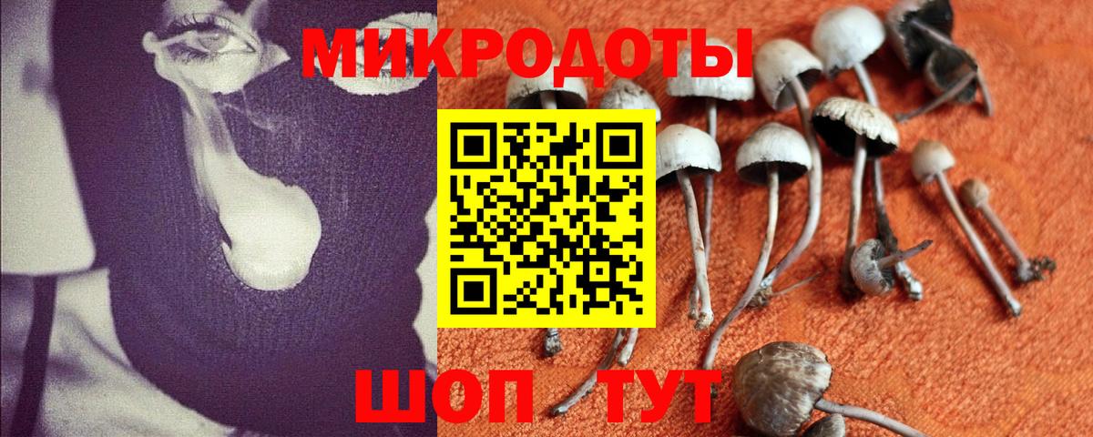 Псилоцибиновые грибы Psilocybine cubensis Ефремов